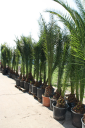 Tropictrees.nl NL Logo