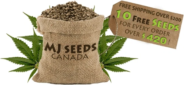 Marijuana Seeds Canada Logo