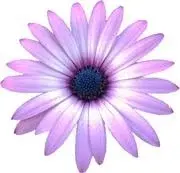 Daisy Dips Nail Co. Promo Code