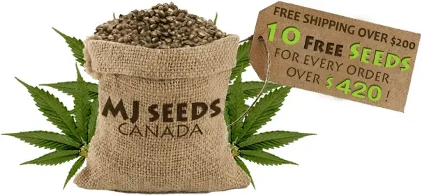 Marijuana Seeds Canada Promo Code