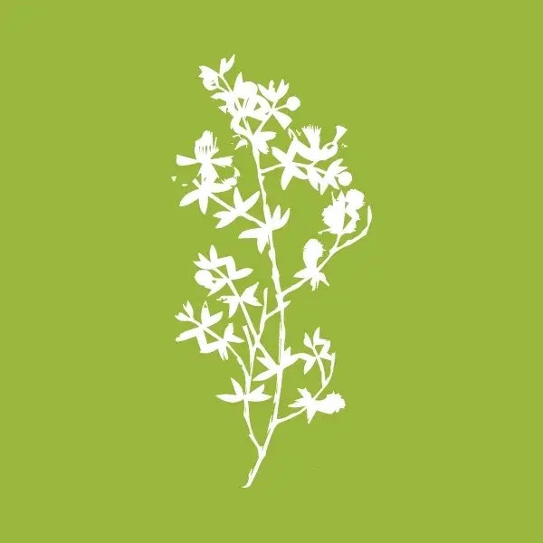Siphon Draw Apothecary Promo Code