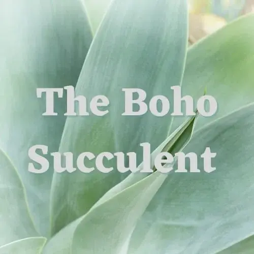 The Boho Succulent Promo Code