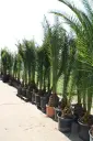 Tropictrees.nl NL Promo Code